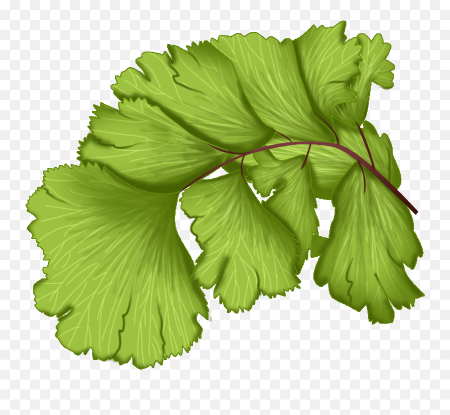 Maidenhair Fern Plant Green Leaves Png And Psd - Leaf Leaf Emoji,Green Leaves Png