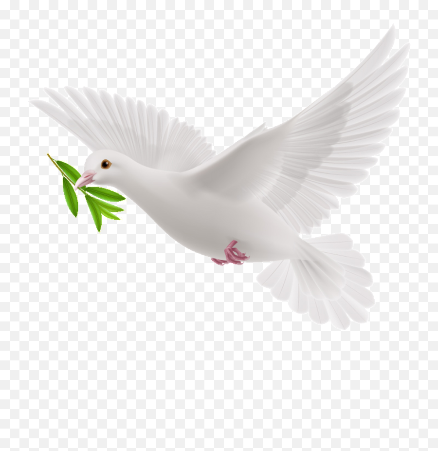 White Dove Png Transparent Image - Pigeon Png For Picsart Emoji,White Dove Png
