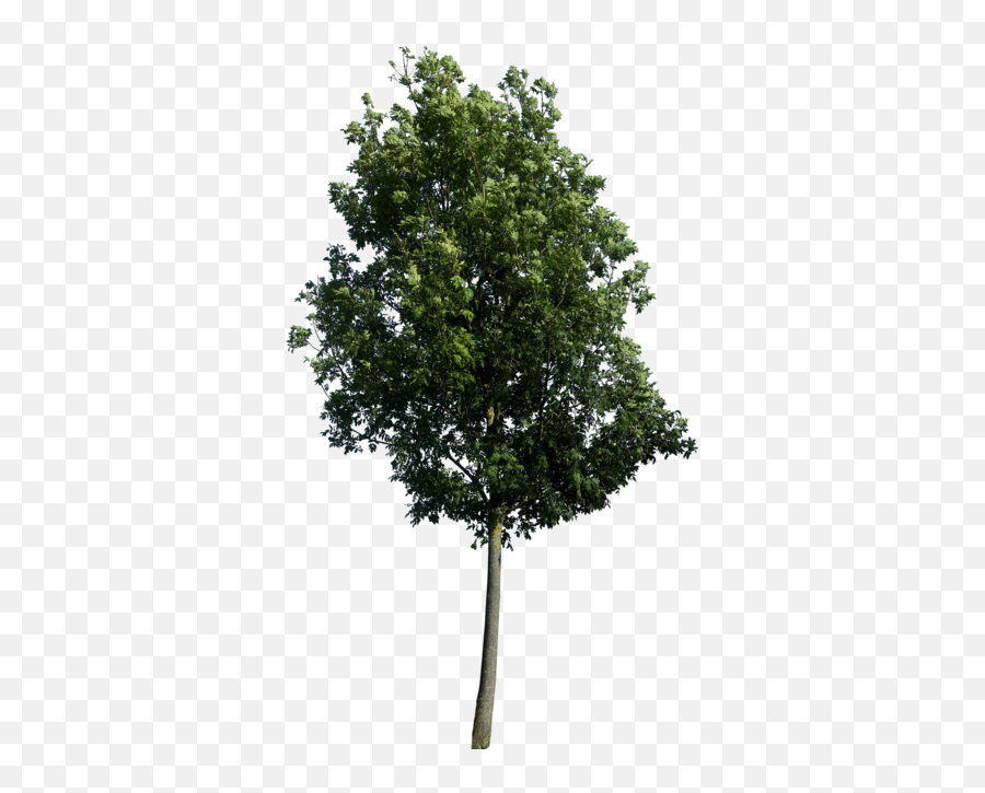Tree Elevation Png 1 Png Image Emoji,Tree Elevation Png