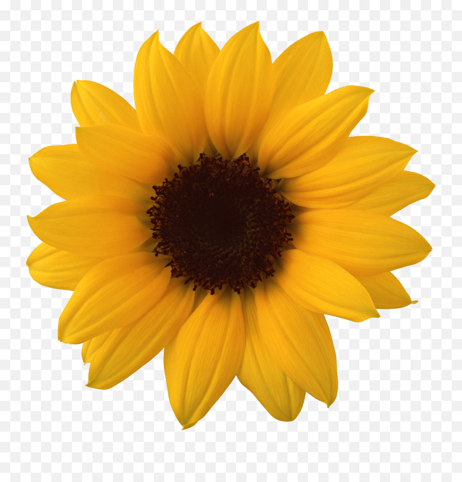 Sunflower Png Image - Clipart Sunflower Transparent Background Emoji,Sunflower Png