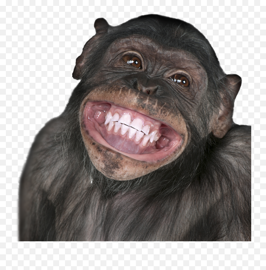 Monkey Transparent Png - Funny Monkey Png Emoji,Funny Png
