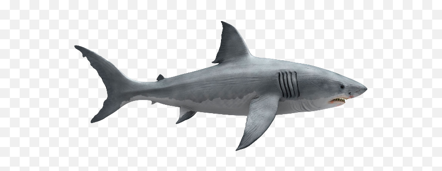 Sharks - Google Shark Emoji,What Color Are The Two G's In The Google Logo?