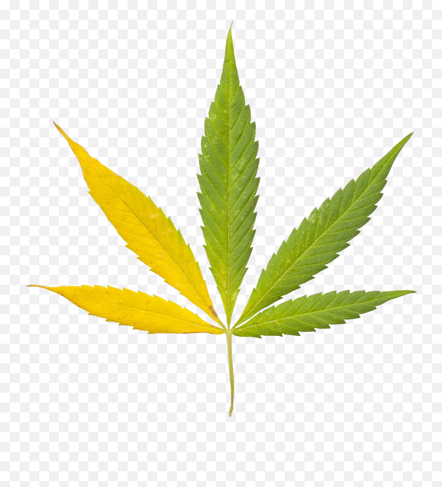 Cannabis Sativa Leaf Bong Clip Art - Cannabis Leaf 3d Model Emoji,Marijuana Leaf Clipart