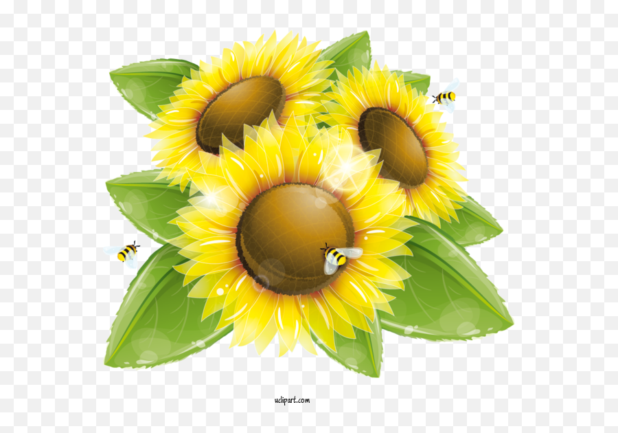 Flowers Bees Honey Bee Common Sunflower For Sunflower Emoji,Free Sunflower Clipart