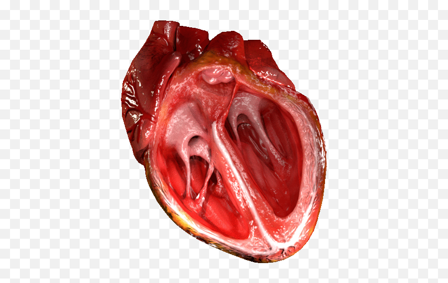 Cg Heart - Como O Coração Funciona Emoji,Heart Gif Transparent