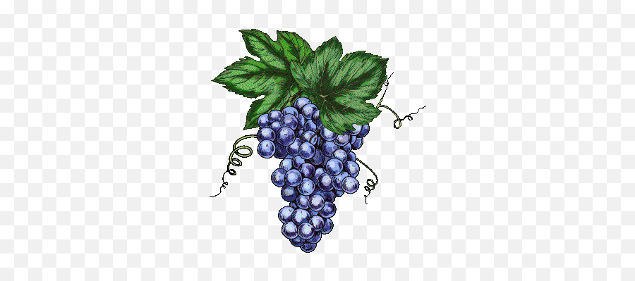 Wine Quiz Take The Free Version Of The Sommelier Test - Gartenfrüchte Emoji,Lvl 1 Logo Quiz