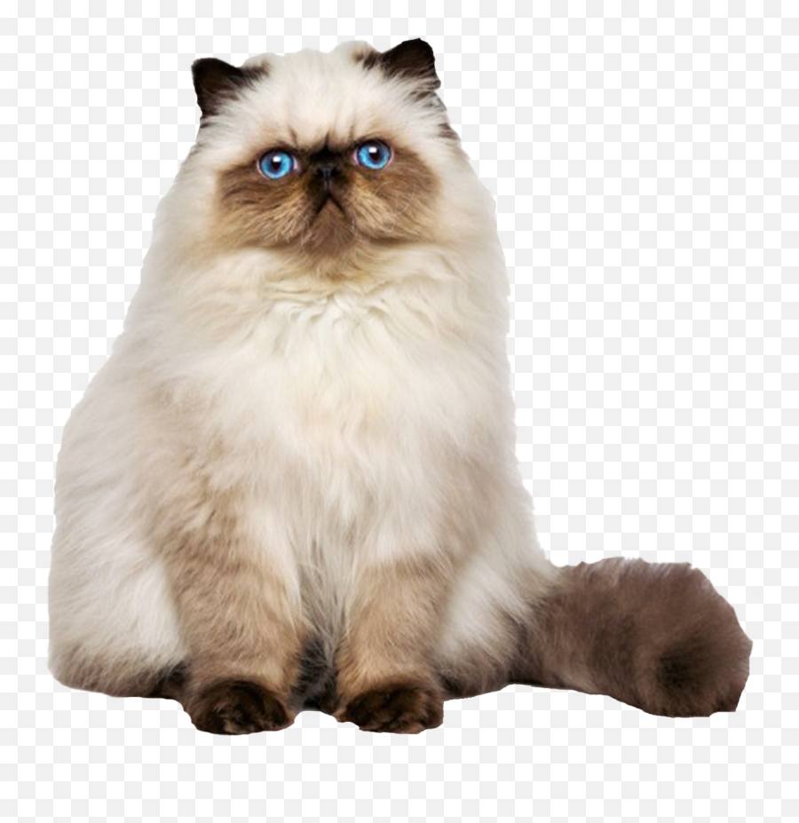 Persian Cat Png Transparent Images Png All - Persian Cat Transparent Background Emoji,Cat Transparent