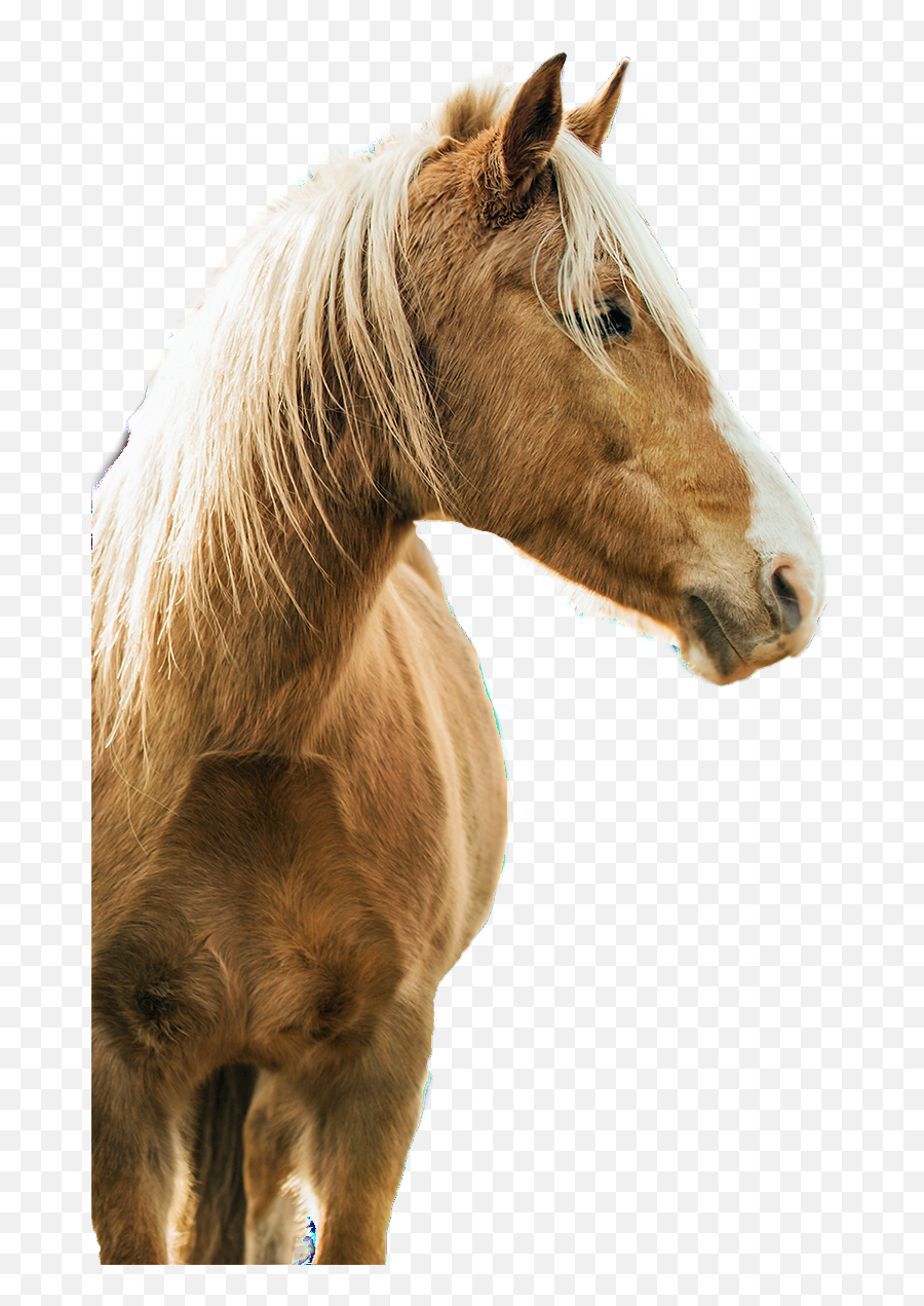 Picsart Horse Png Horse Png U0026 Psd Images With Full Emoji,Mustang Horse Png