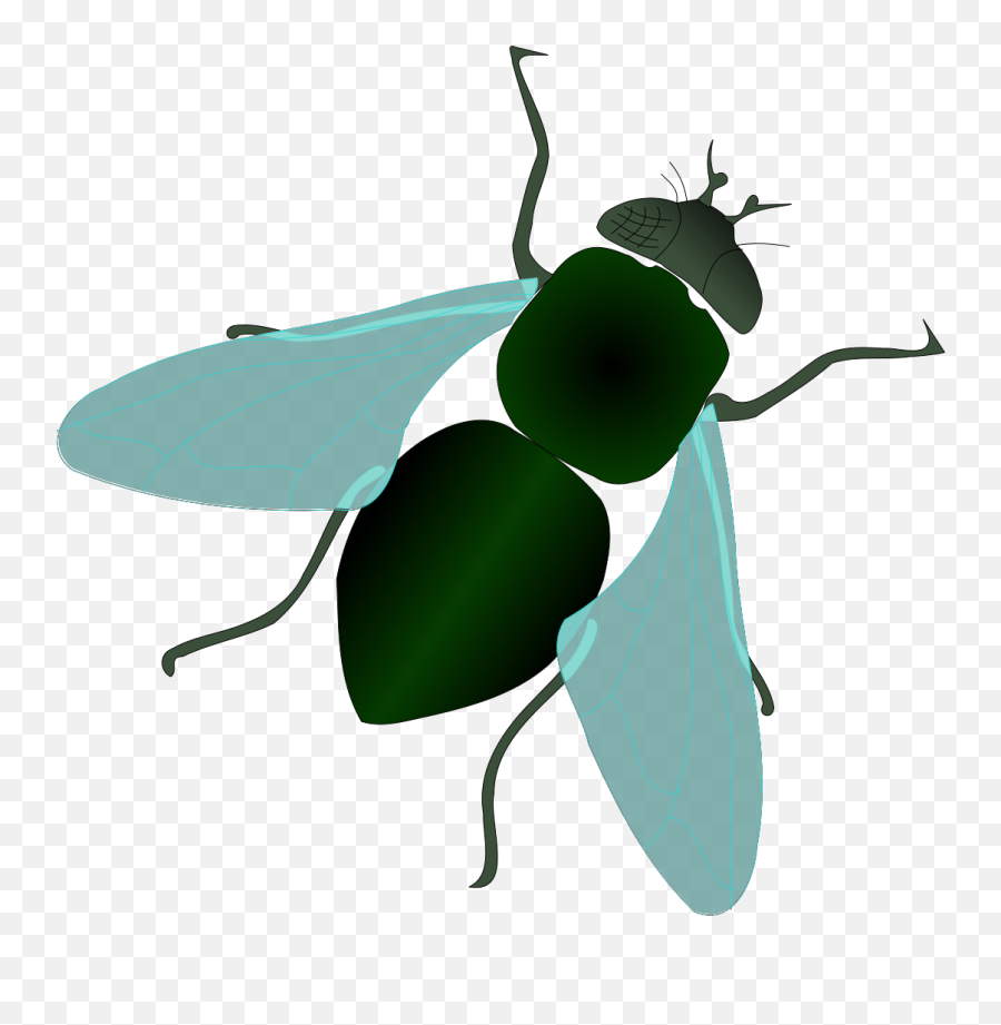 Green House Fly Svg Vector Green House Fly Clip Art - Svg Parasitism Emoji,Fly Clipart
