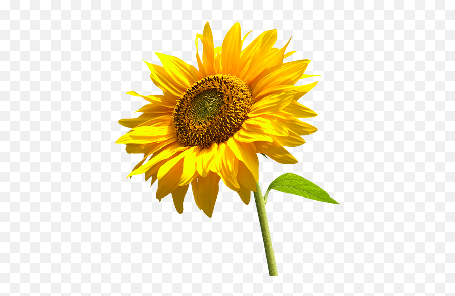 Sunflower Png - Transparent Sunflower Flower Png Emoji,Sunflower Png