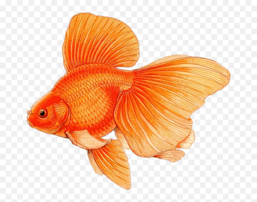 Goldfish In A Fish Bowl Transparent Png - Stickpng Veiltail Goldfish Drawing Emoji,Fish Bowl Clipart