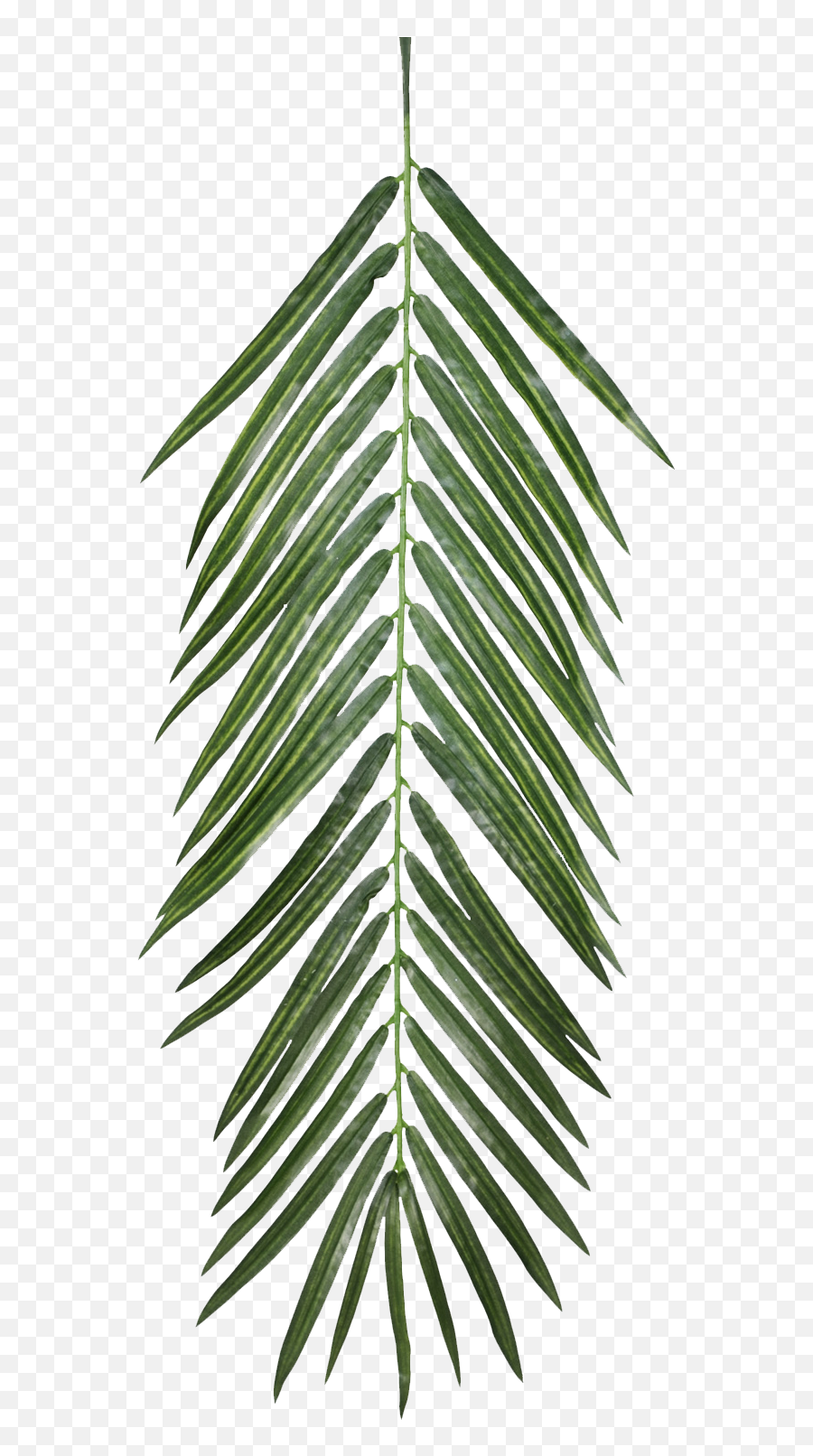 Plant Opacity Texture Mapping Leaf - Plant Texture Leaf Png Emoji,Palm Leaves Png