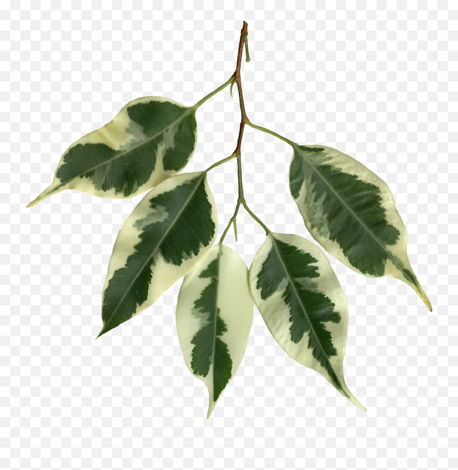 Fileficus Benjamina Scanned Leavespng - Wikimedia Commons Twig Emoji,Green Leaves Png