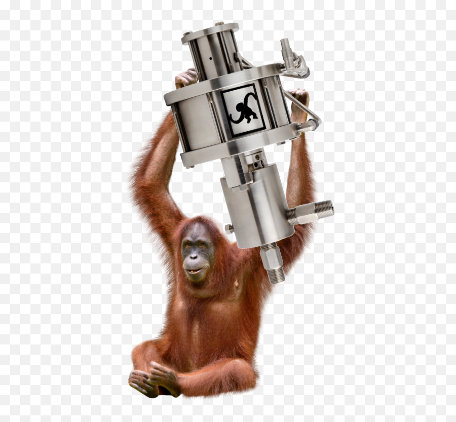 Spider Monkey Png - Monkey Pumps Sumatran Orangutan No Orangutan Stock Emoji,Monkey Transparent Background