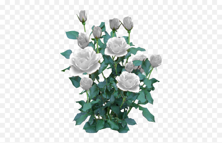 Download Rose Bush White - White Rose Bush Png Png Image Emoji,White Roses Png