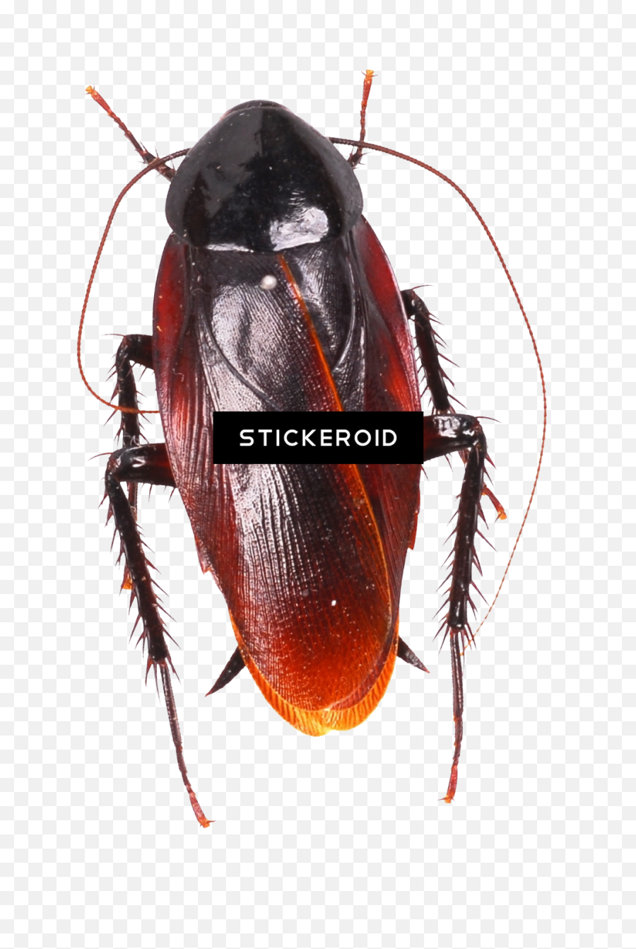 Download Roach - Cockroach Moving Animation Png Image With Emoji,Roach Png