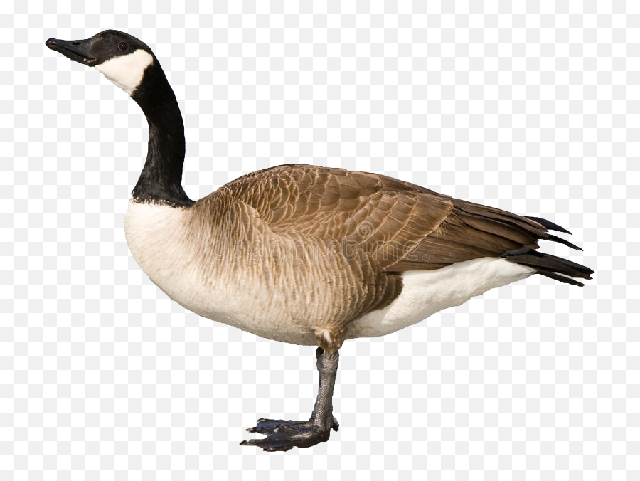 Canadian Goose Clipart Png Download - Realistic Canadian Goose Clipart Emoji,Goose Clipart