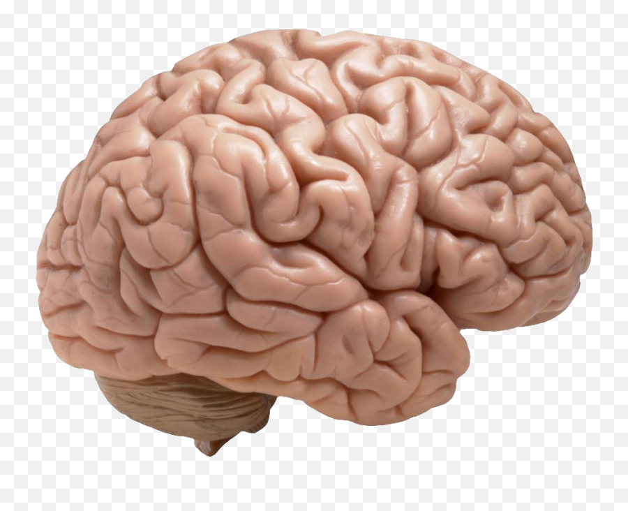 Brain Png - Human Brain Emoji,Brain Png