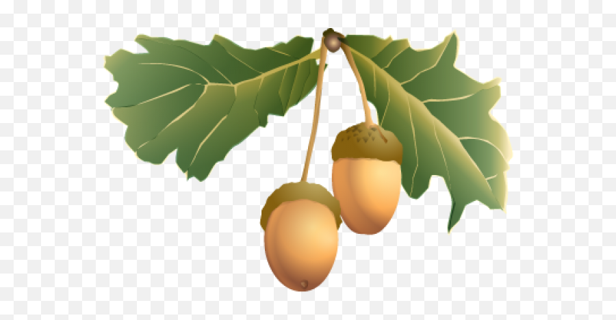 Acorn Fruit Png With Green Leaves Png Images Download - Acorn Emoji,Green Leaves Png