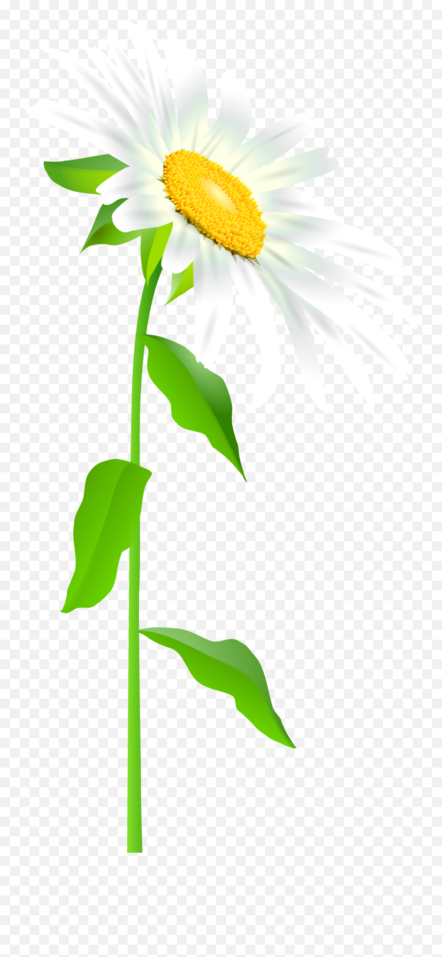 Daisy Outline Png - Daisy Clipart Long Stem Flower Daisy With Stem Transparent Emoji,Daisy Clipart