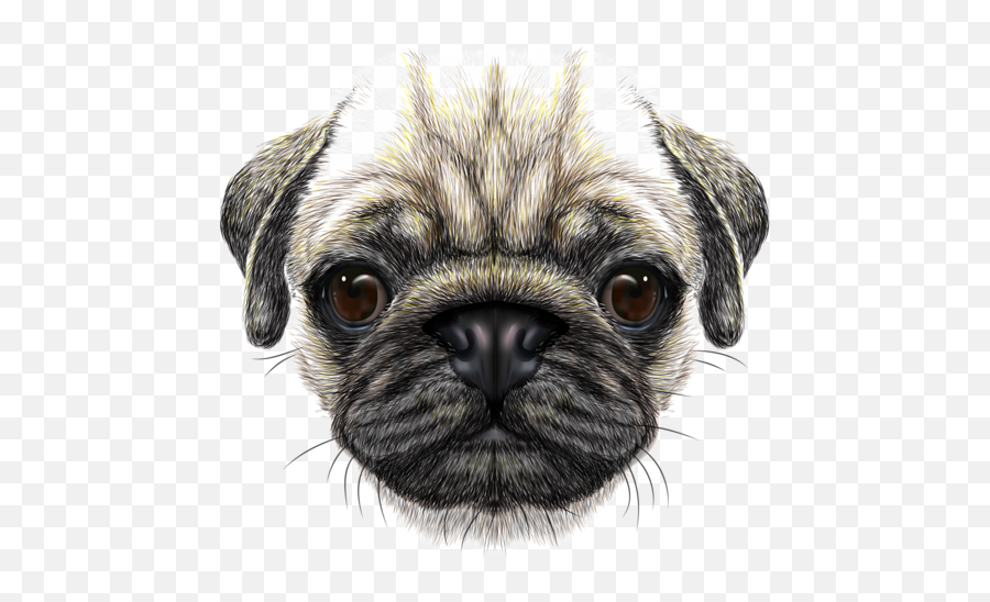 Download Hd Png Free Library Scarf - Pug Dog Face Png Emoji,Dog Face Png