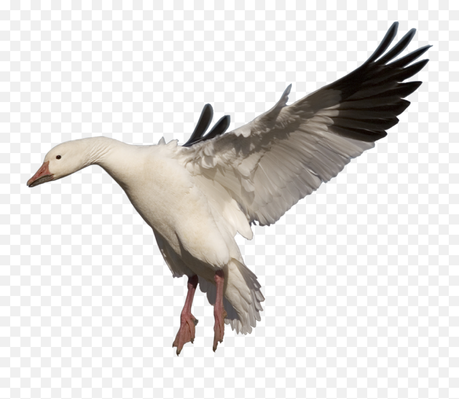 Goose Png - Bar Headed Goose No Background Emoji,Goose Clipart