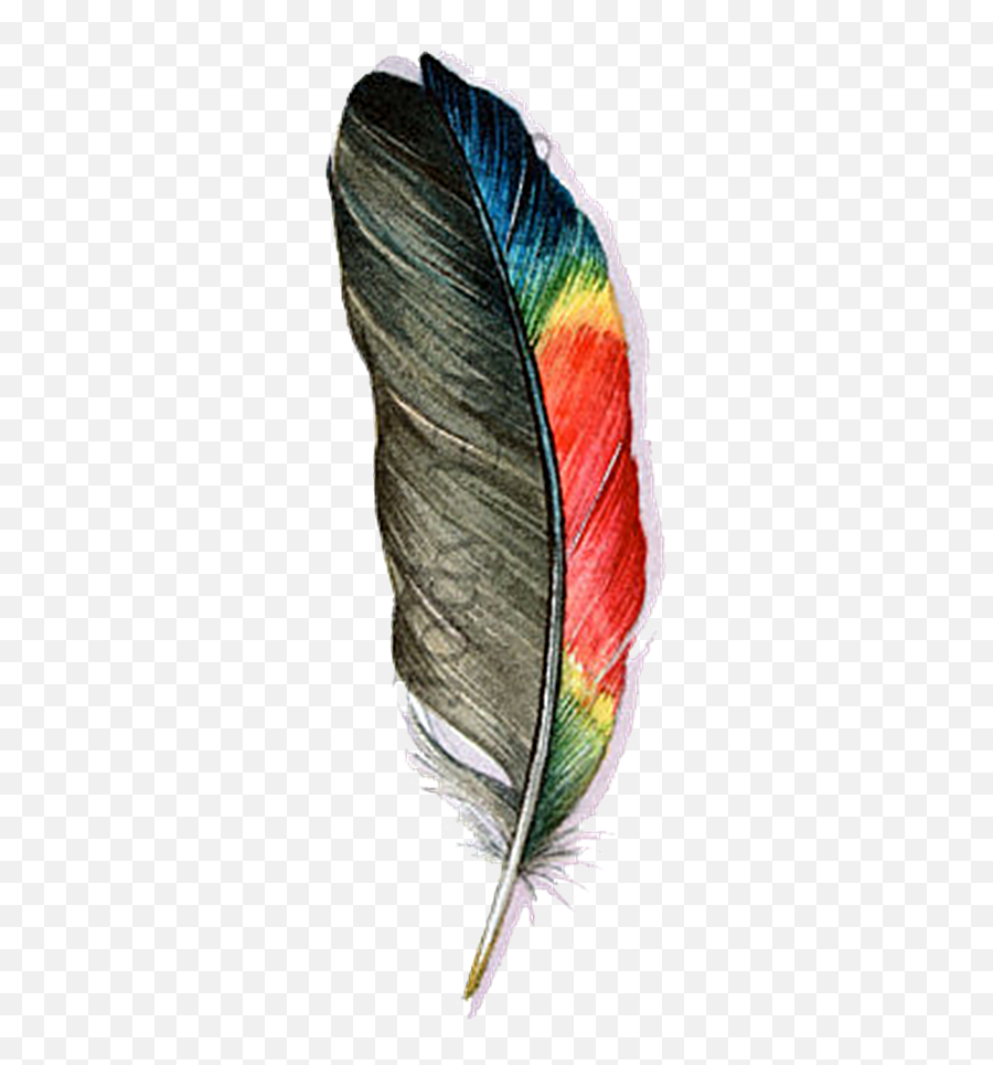 Transparent Feathers Parrot - Transparent Background Feather Watercolor Colorful Feather Png Emoji,Feather Transparent Background