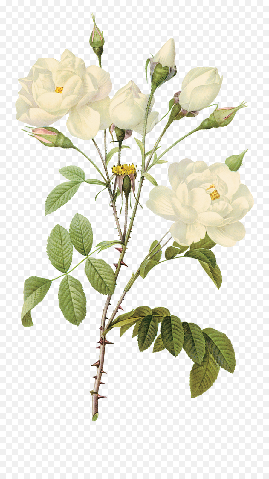 Png Transparent Watercolor White Flowers Png - Get Images Four White Rose Illustration Png Emoji,Flowers Transparent