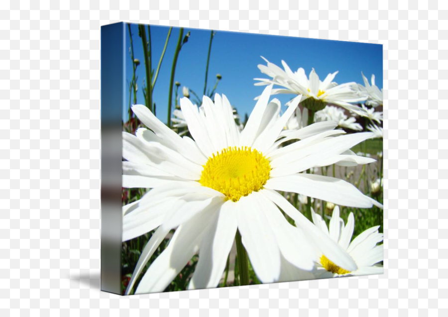 White Daisy Flower Floral Art Prints Daisies By Baslee Troutman Fine Art Prints Emoji,White Daisy Png