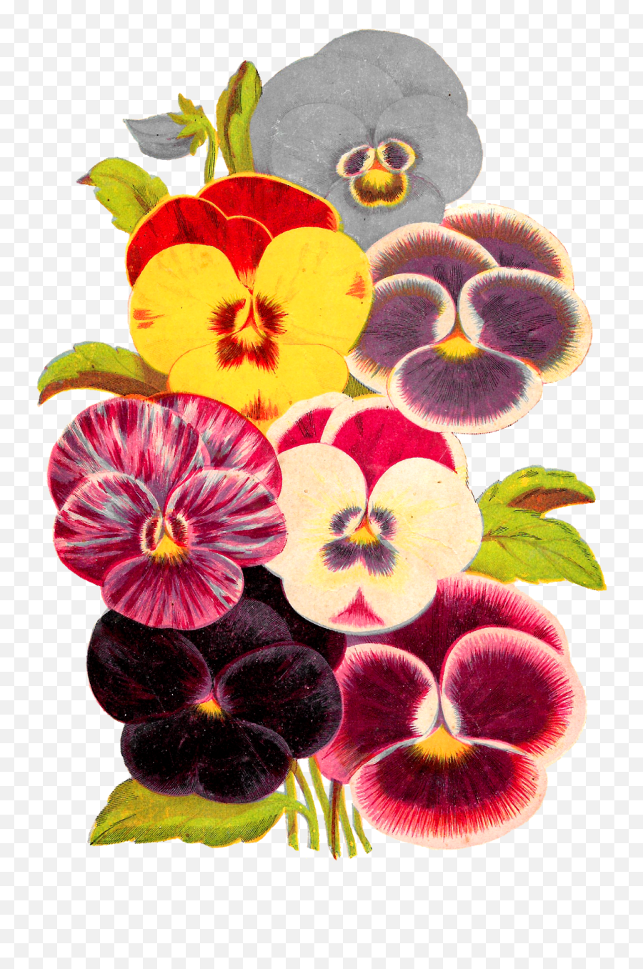 Antique Images Pansy Image Free Flower Botanical Artwork Emoji,Pansy Clipart