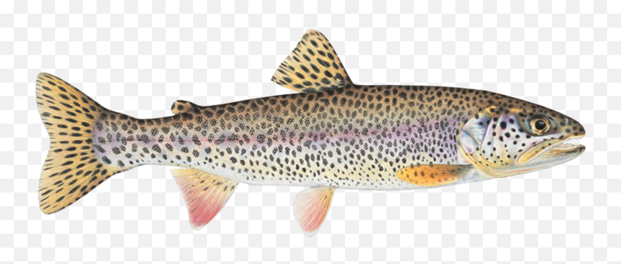 Chasing Western Native Trout Emoji,Trout Png