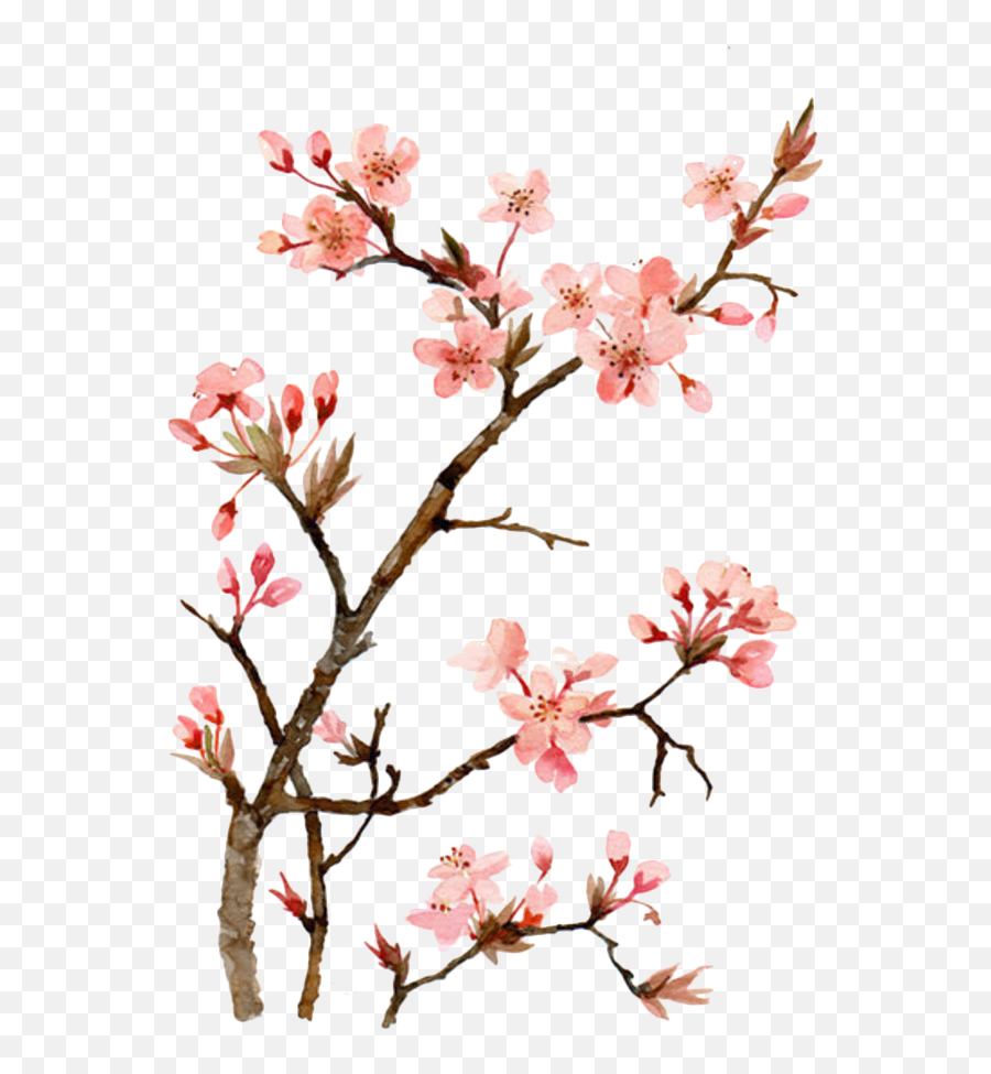 Cherry Blossom Branch - Japanese Cherry Blossom Flower Cherry Blossom Watercolor Drawing Png Emoji,Cherry Blossom Petals Png