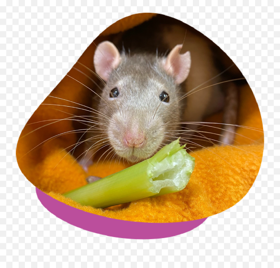 Lumps And Bumps In Mice And Rats - Should You Visit A Vet Small Animal Food Emoji,Rat Transparent Background