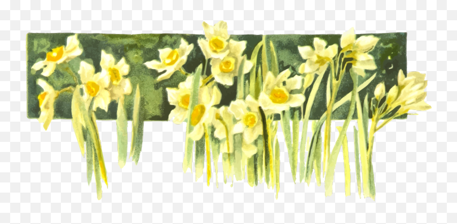 Download Daffodil Narcissus Drawing Watercolor Painting Book - Narcissen Transparent Background Emoji,Daffodil Clipart
