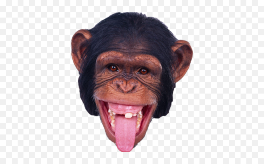 Monkey Png Transparent Background Image For Free - Monkey Face Png Emoji,Monkey Transparent Background