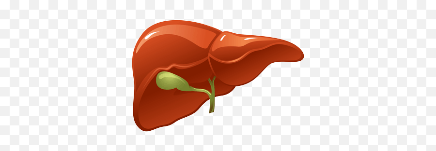 Liver In Vector Format Liver Health Human Body Kare - Transparent Background Liver Clipart Emoji,Liver Png