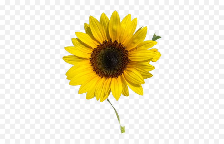 Sunflower Real Flowers Transparent Png - Oyepngcom Fresh Emoji,Flowers Transparent