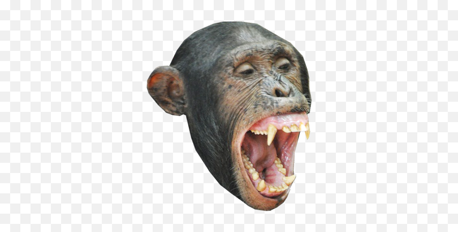 Download Monkey Head Messages Sticker - Monkey Head Png Emoji,Monkey Png