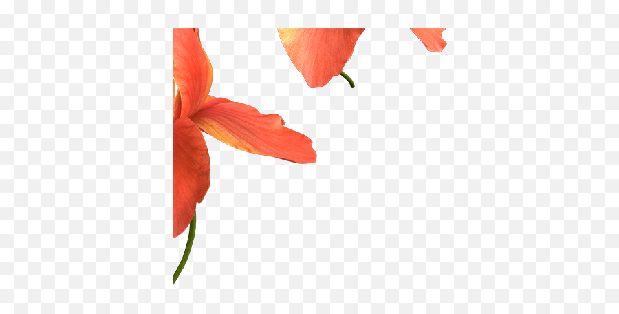 Download Hd And For The Flower In The Foreground I Used Emoji,Blurry Png