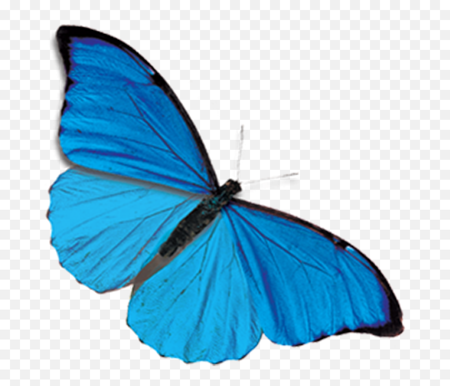 Blue Butterfly Transparent Png Images Download - Yourpngcom Emoji,Butterfly Transparent Png