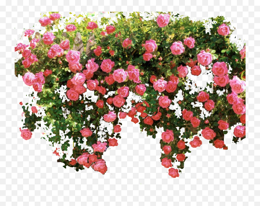 Rose On Wall Png Transparent Cartoon - Flower Vine Png Transparent Background Emoji,Rose Transparent Background