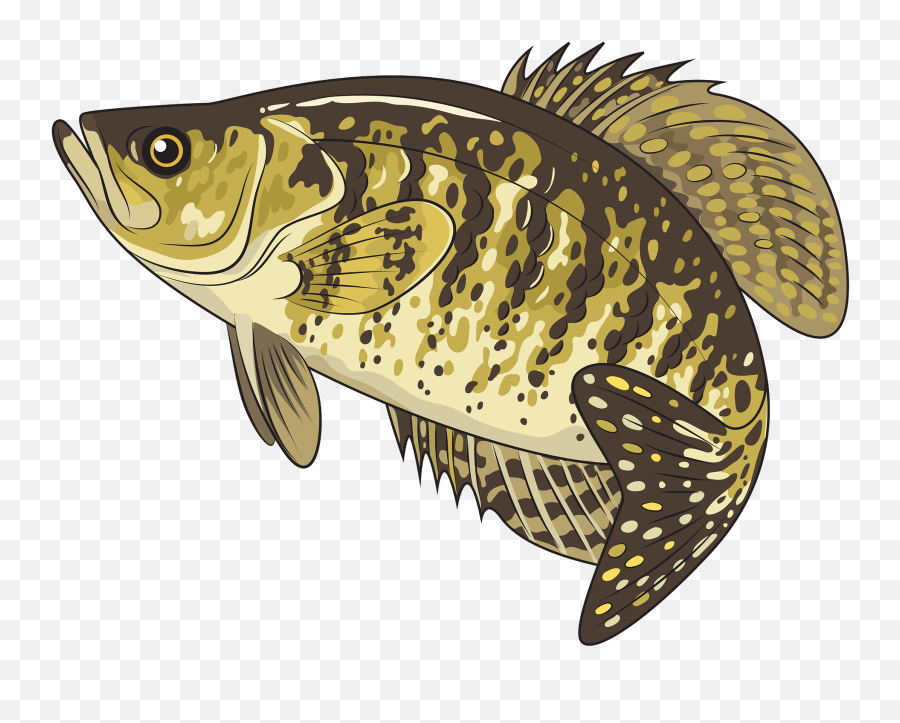 White Crappie Clipart Free Download Transparent Png - Fishes Emoji,Catfish Clipart