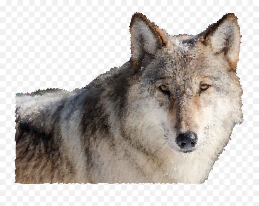 Wildlife Fur Snout Png Clipart - Wolf In Snow Png Emoji,Coyote Clipart