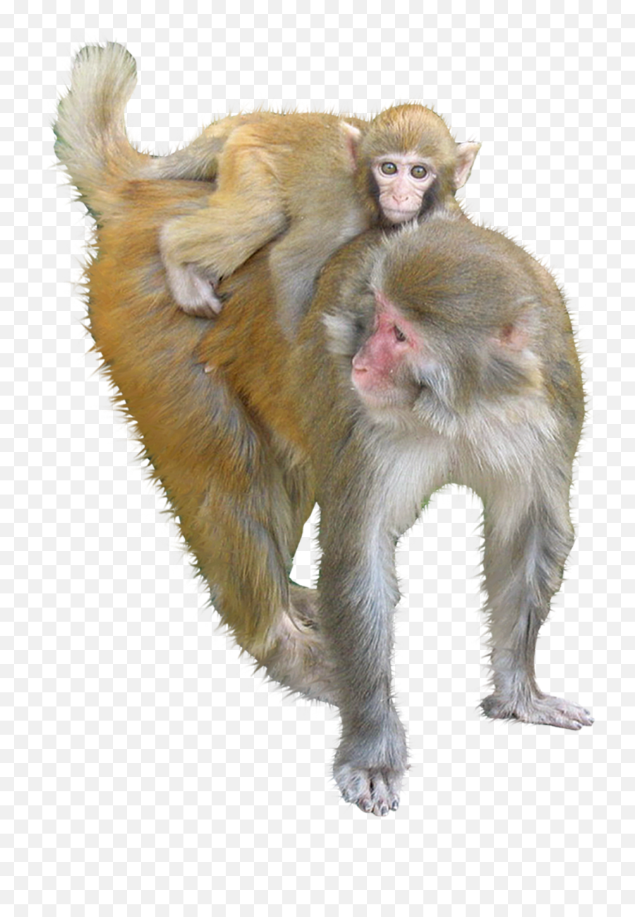 Macaque Ape Monkey - Monkey Png With White Background Emoji,Monkey Png