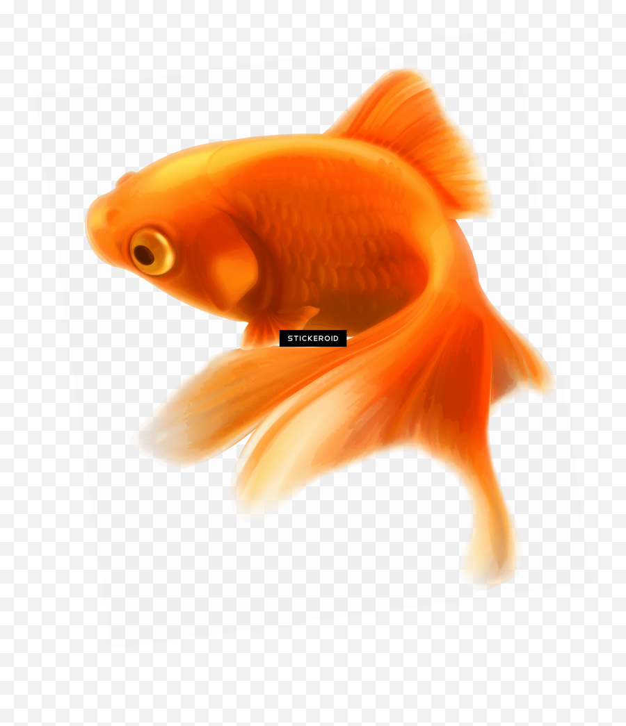 Download Ocean Fish Pic - Png Format Fishes Png Hd Full Goldfish Emoji,Png Format