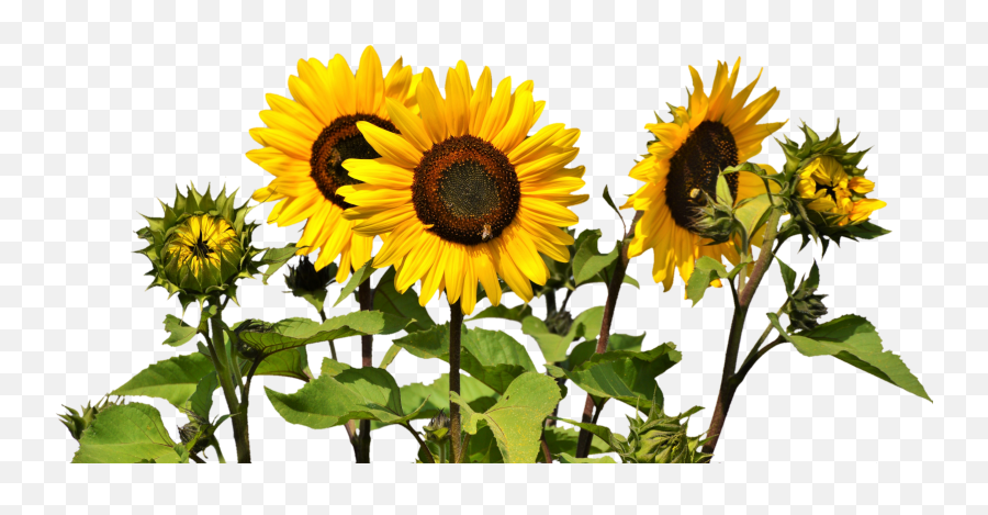 Sunflower Png Pic - Transparent Sunflower Field Png Emoji,Sunflower Png