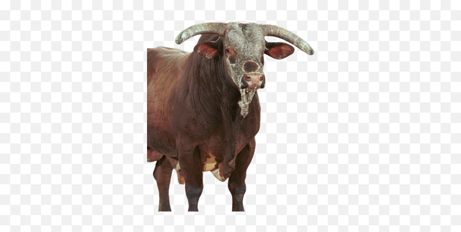 Profile Image Of Red Wolf Professional Bull Riders Bull Emoji,Bull Riding Clipart
