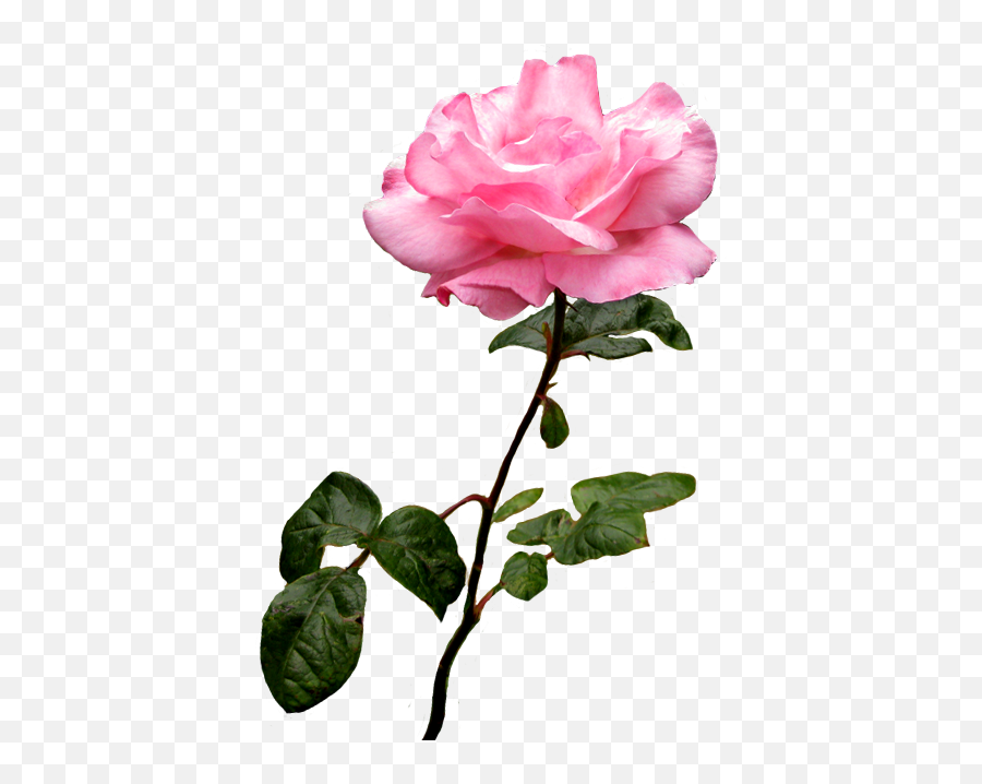 Pink Wild Rose Clip Art - Wild Rose Transparent Background Emoji,Rose Transparent Background