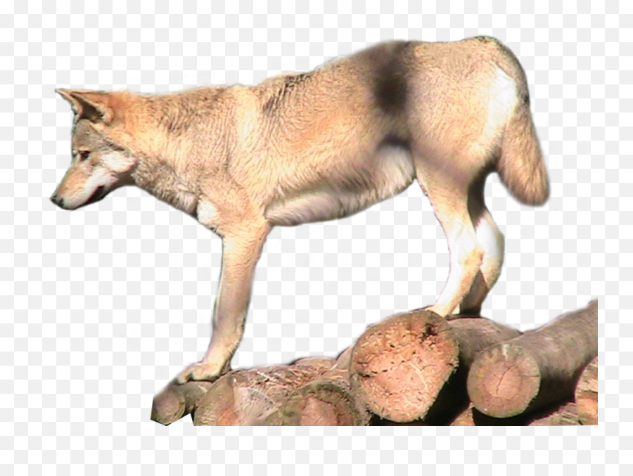 Grey Wolf Png Transparent Image Png Mart - Northern Breed Group Emoji,Wolf Png