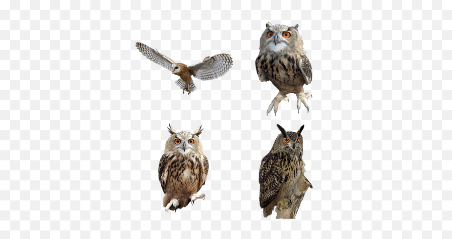 Owls Transparent Png Images - Owl Transparent Background Emoji,Owl Transparent Background